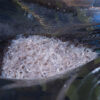 glass eels