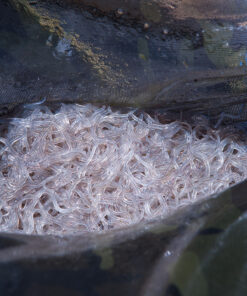 glass eels