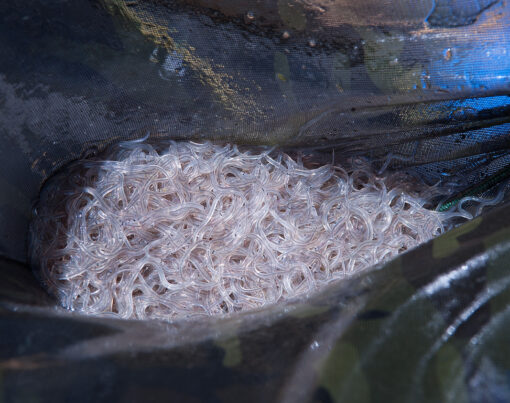 glass eels