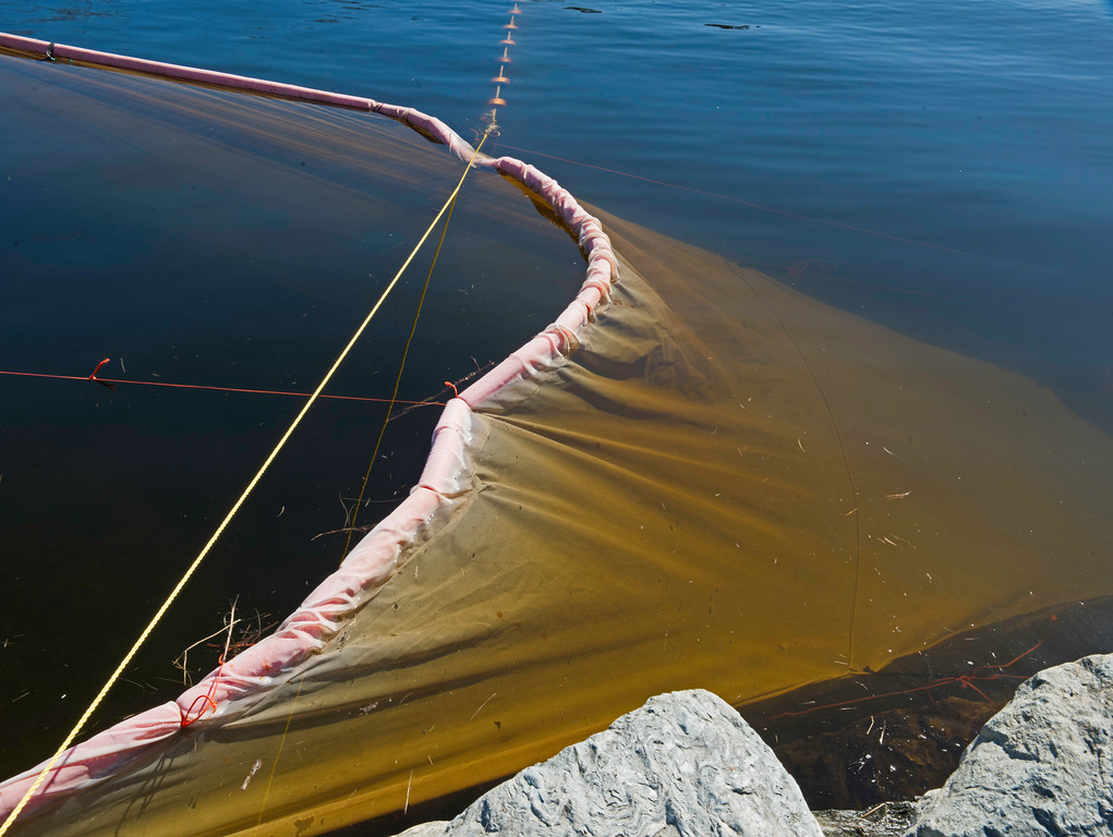 Glass Eels