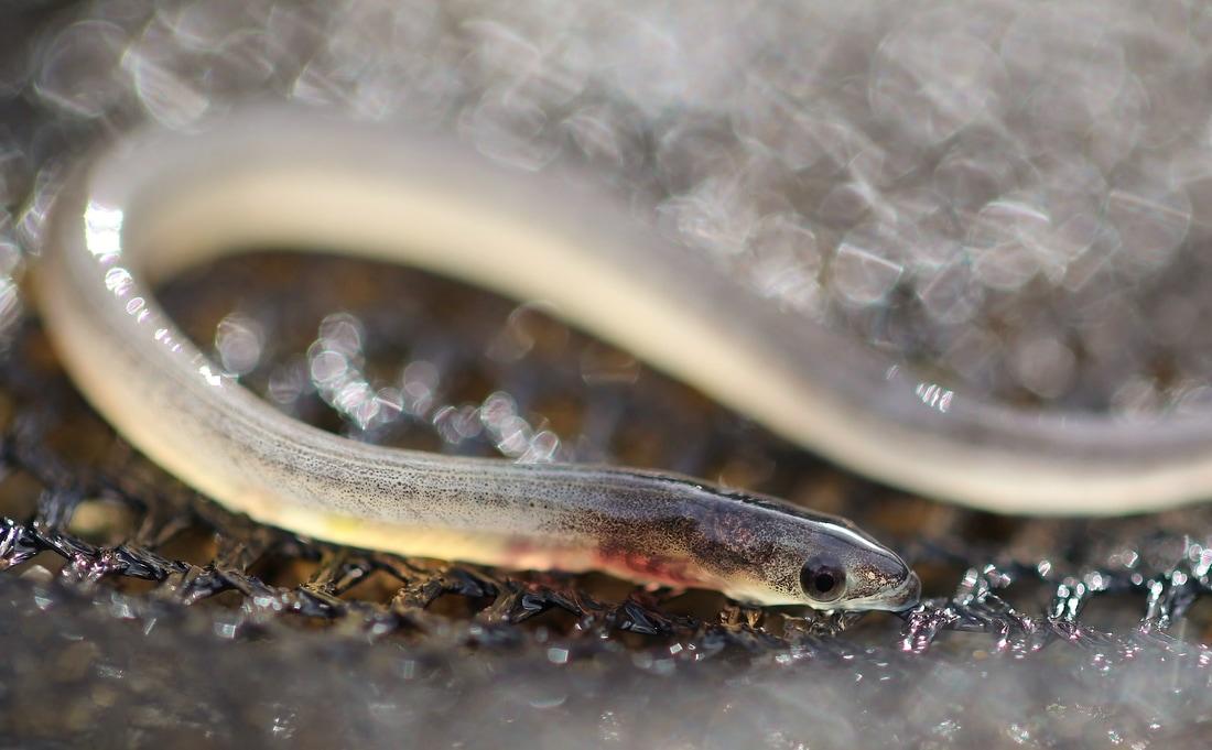 glass eels