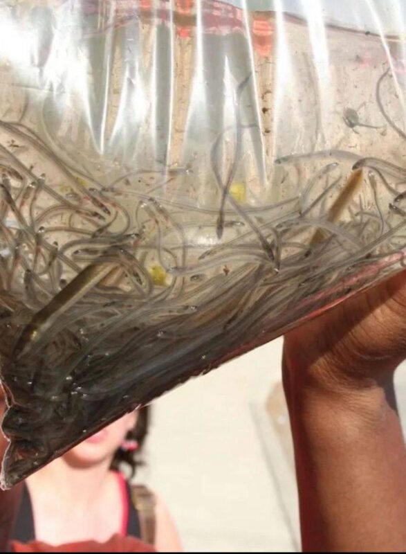 Glass Eels