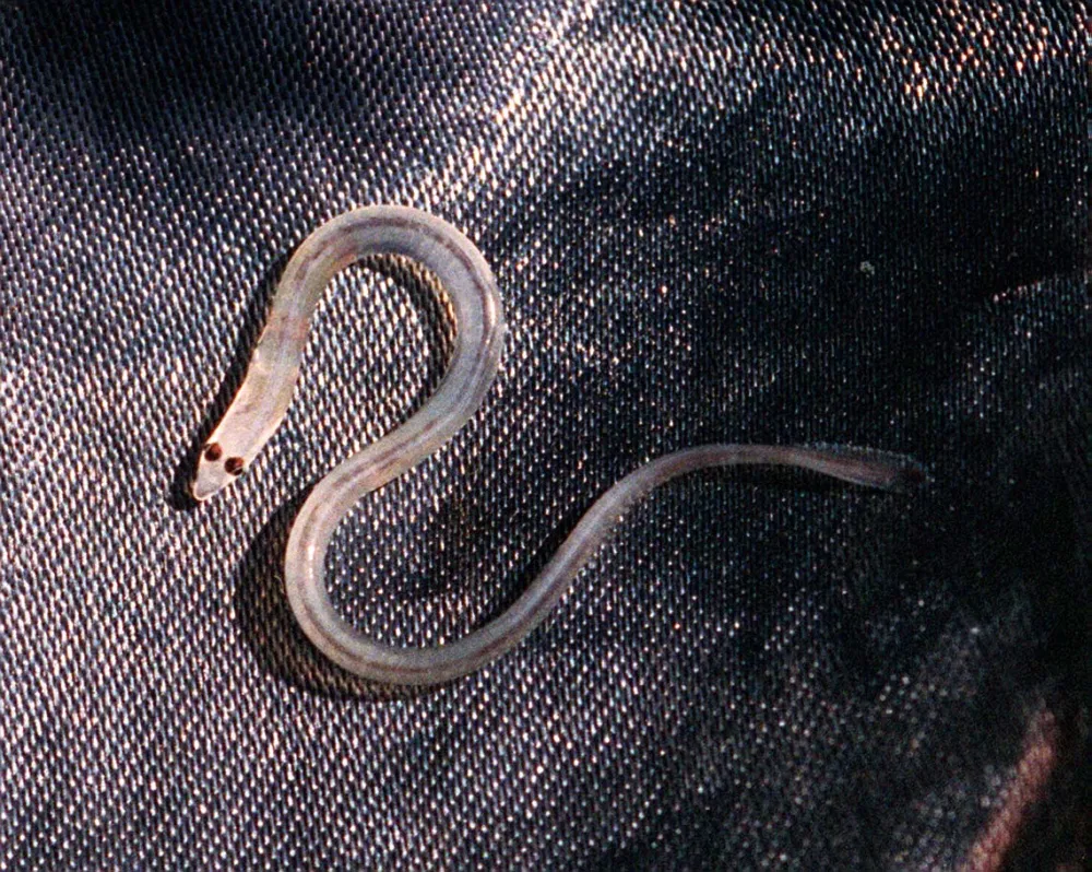 Maine glass eels