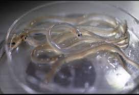 Glass Eels 